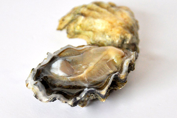Oysters (Open or Closed)