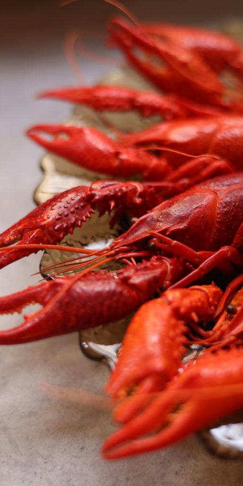 Close-up view of gourmet lobsters on a silver platter, perfect for seafood lovers.