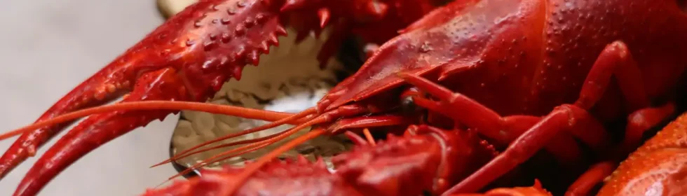 Close-up view of gourmet lobsters on a silver platter, perfect for seafood lovers.